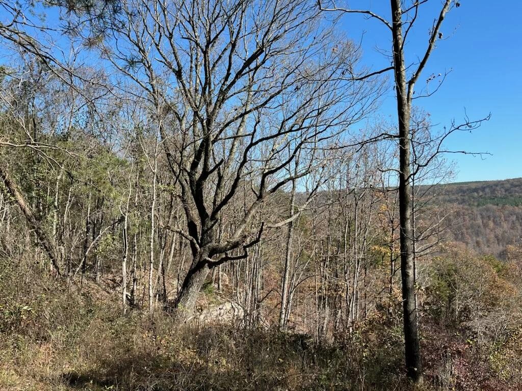 4690 Split Rail Way Whiteside, TN 37396 - Photo 20 of 47 a view of trees covered with snow in outdoor space