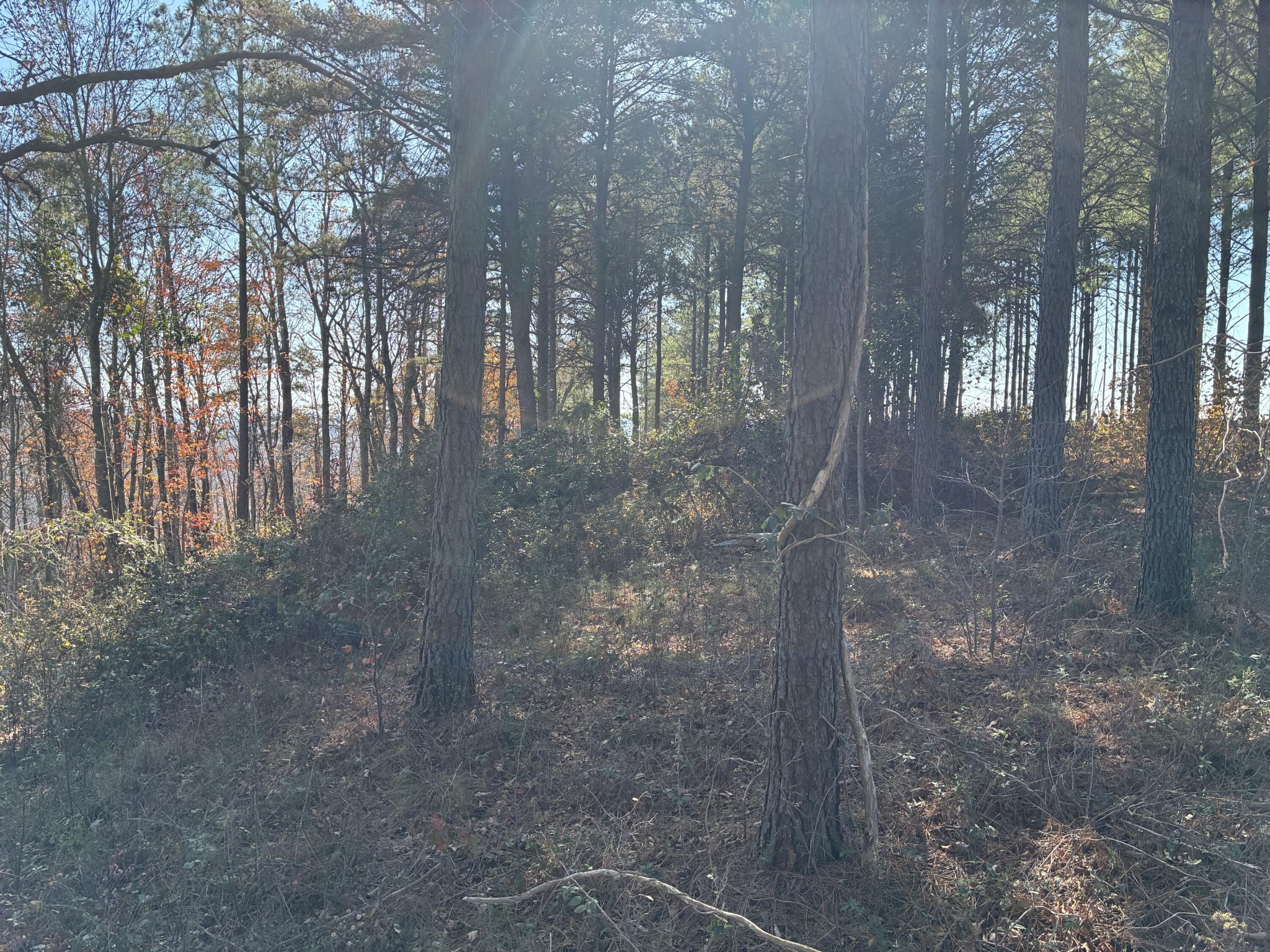 4690 Split Rail Way Whiteside, TN 37396 - Photo 26 of 47