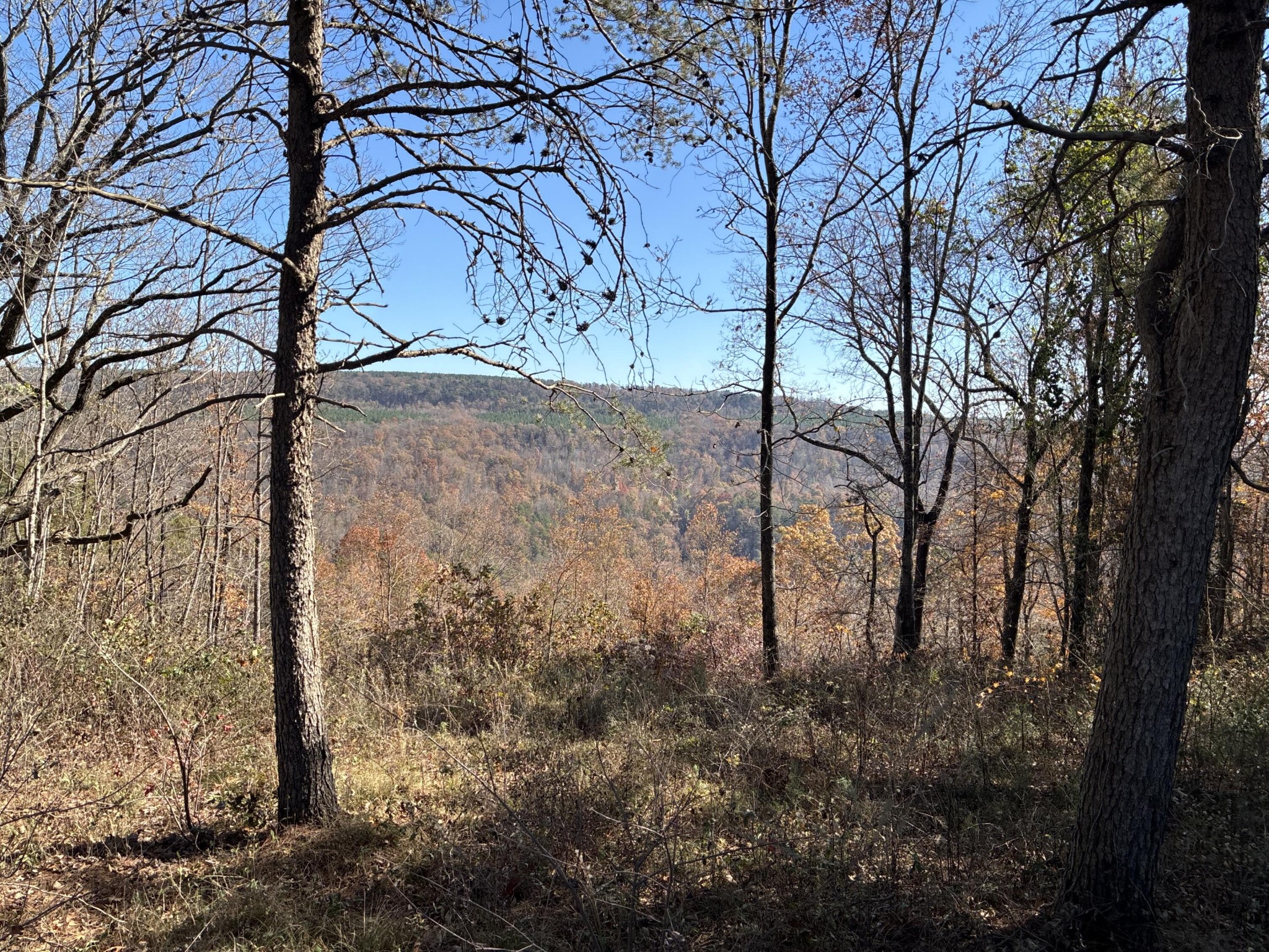 4690 Split Rail Way Whiteside, TN 37396 - Photo 30 of 47 a view of a yard with trees