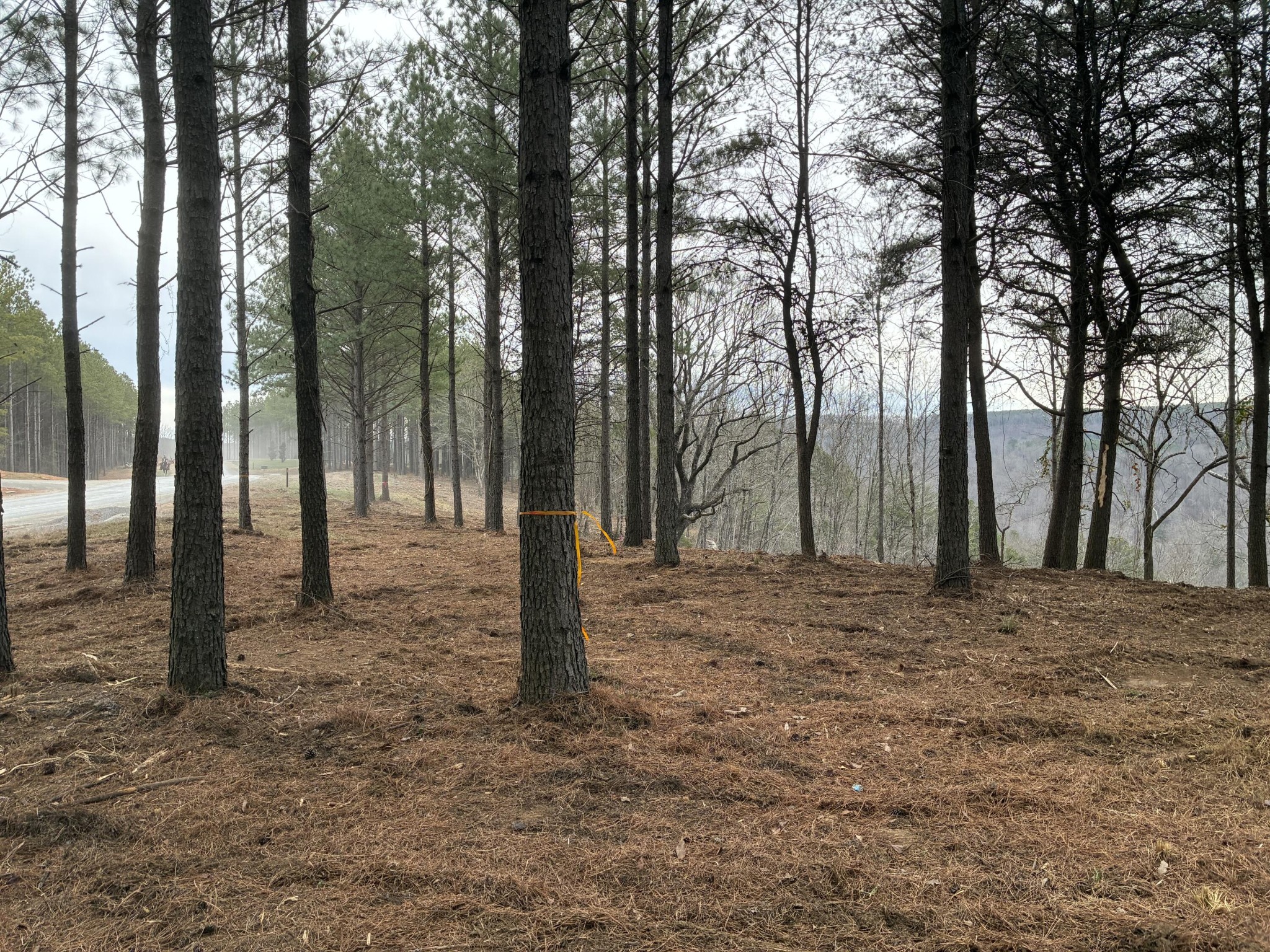 4690 Split Rail Way Whiteside, TN 37396 - Photo 3 of 43 a view of a tall tree in the middle of forest