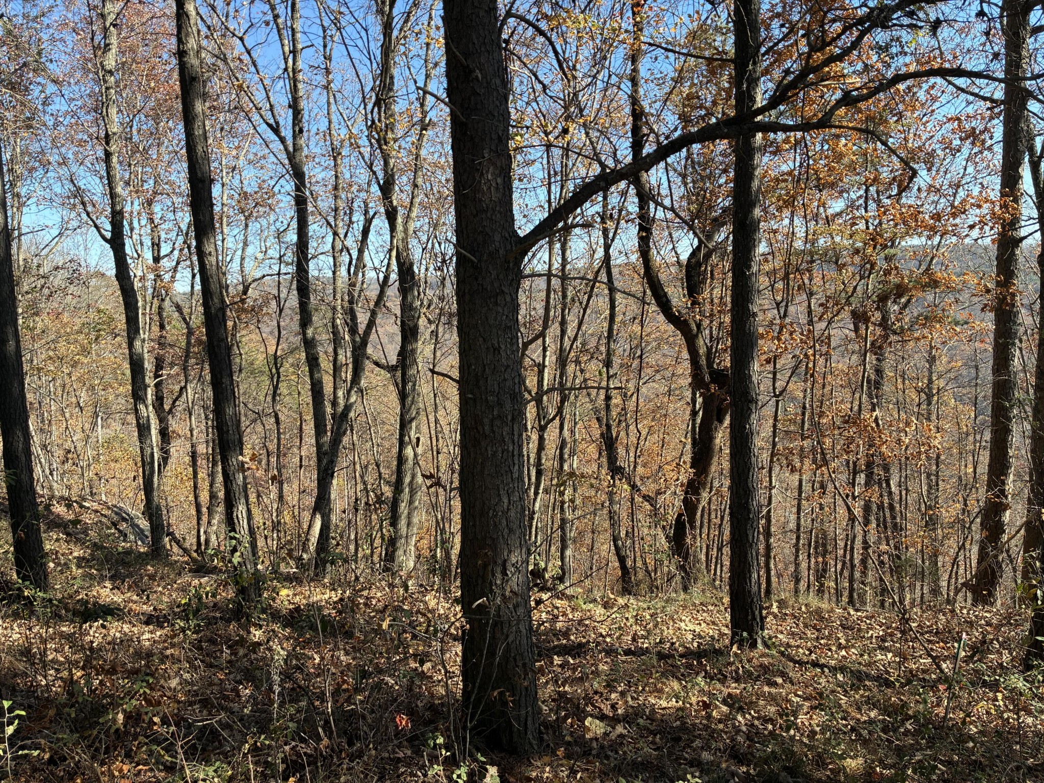 4690 Split Rail Way Whiteside, TN 37396 - Photo 31 of 43 a view of a forest filled with trees