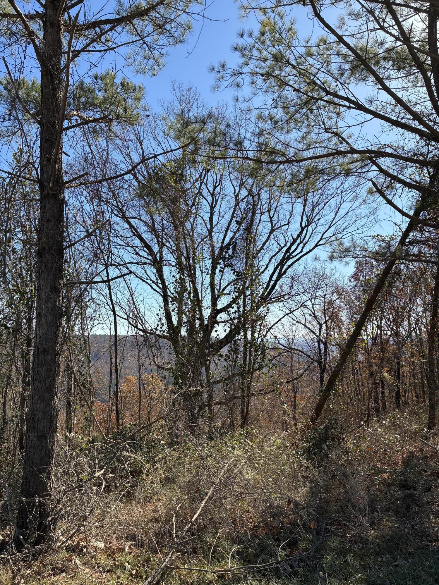 4690 Split Rail Way Whiteside, TN 37396 - Photo 31 of 47 a backyard of a house with lots of green space