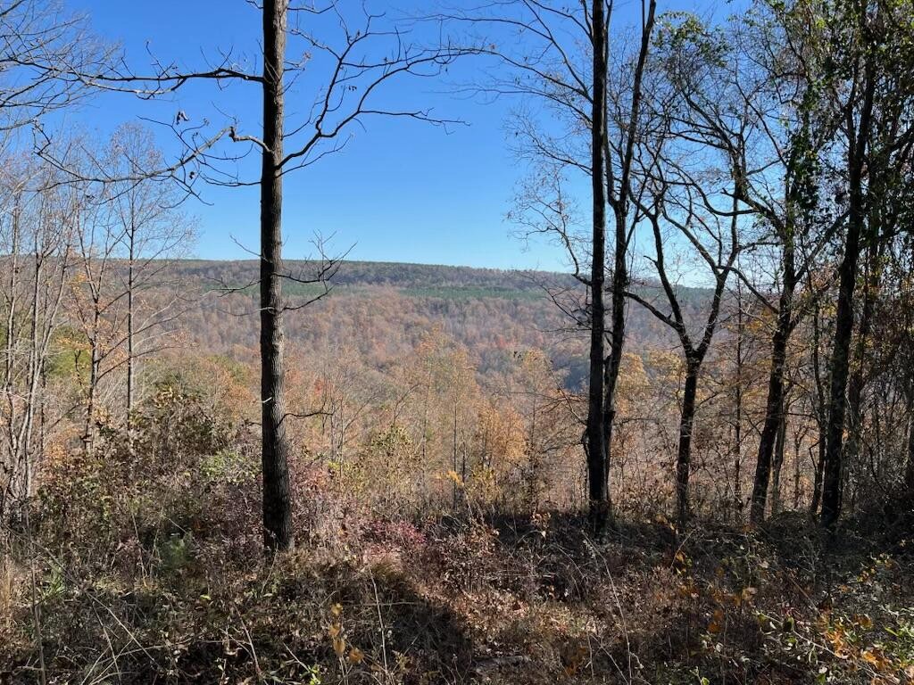 4690 Split Rail Way Whiteside, TN 37396 - Photo 37 of 43 a view of a yard in a forest