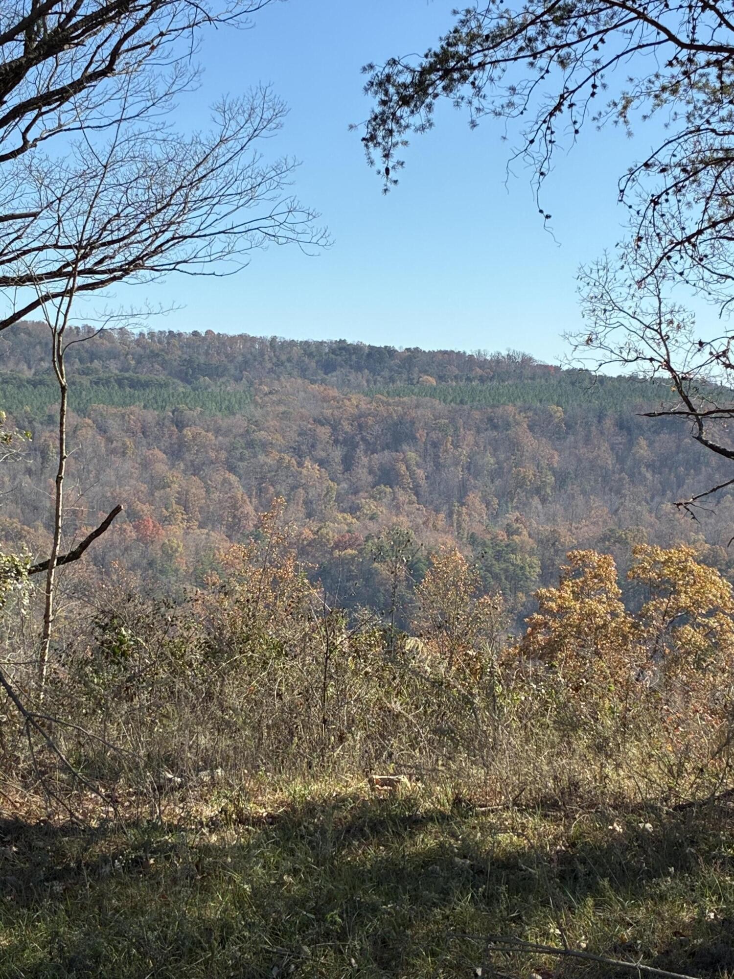 4690 Split Rail Way Whiteside, TN 37396 - Photo 5 of 47 a view of a dry yard with wooden fence