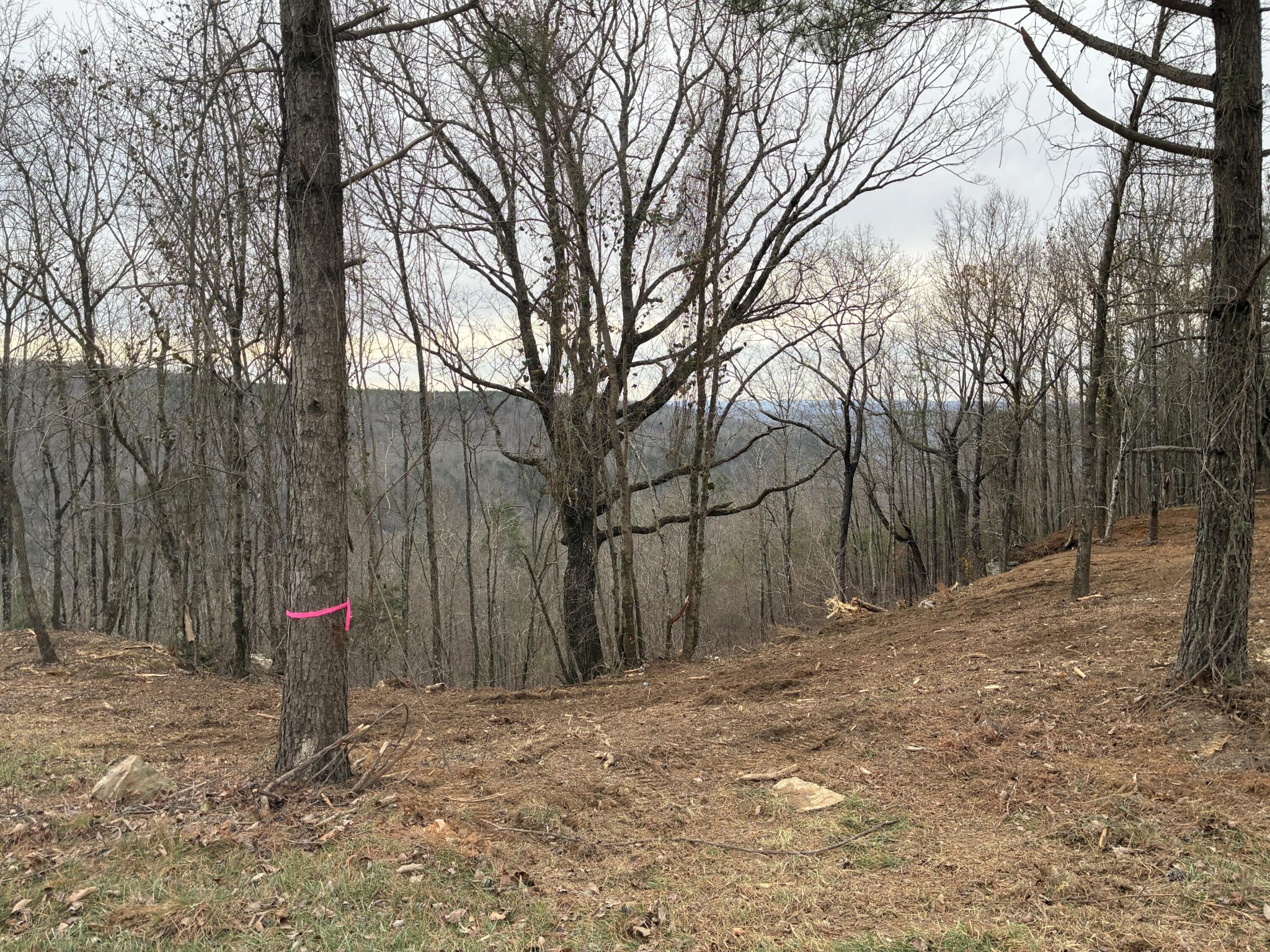 4690 Split Rail Way Whiteside, TN 37396 - Photo 8 of 43 a backyard of a house with lots of trees