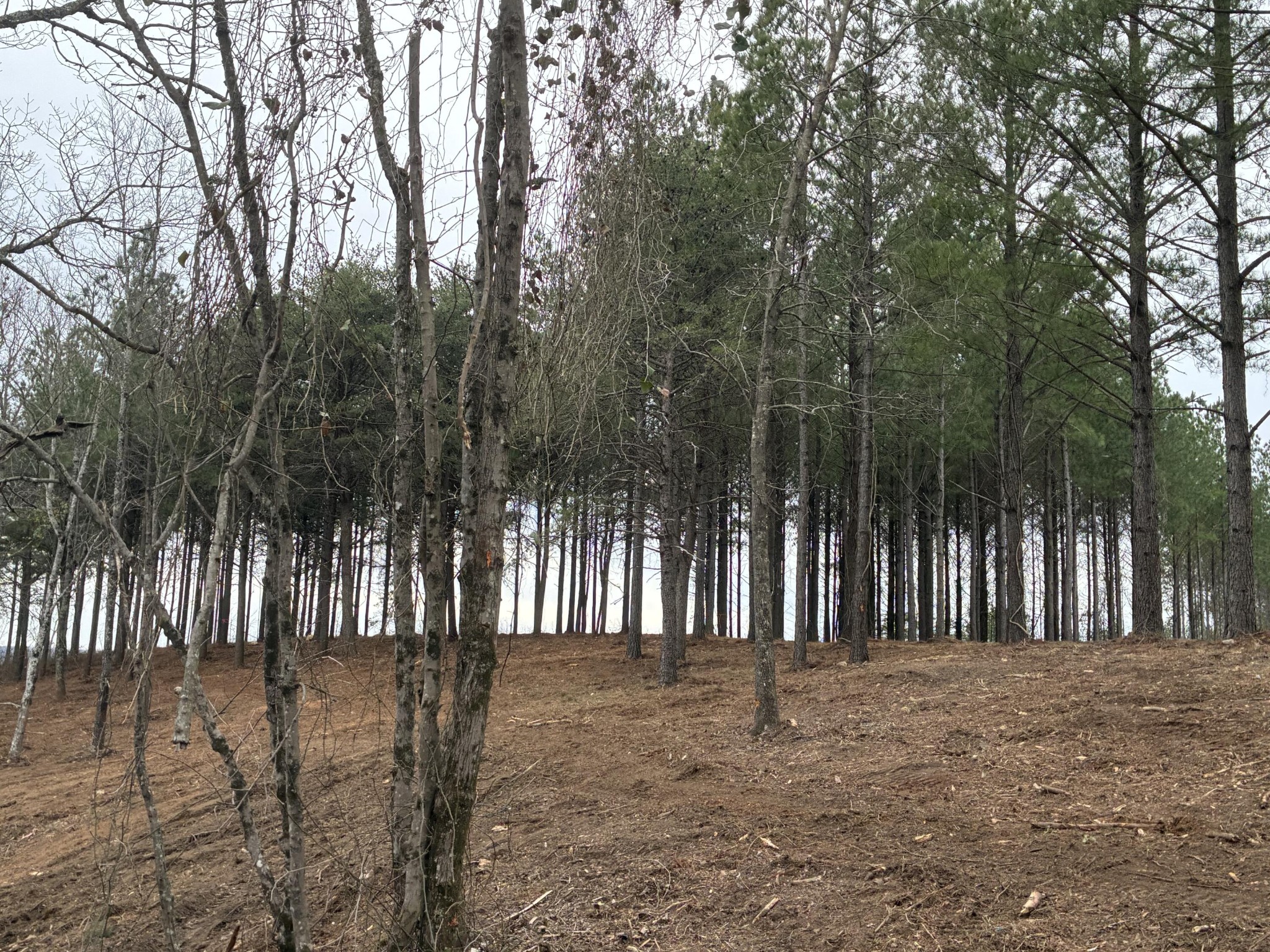 4690 Split Rail Way Whiteside, TN 37396 - Photo 10 of 43 a view of outdoor space