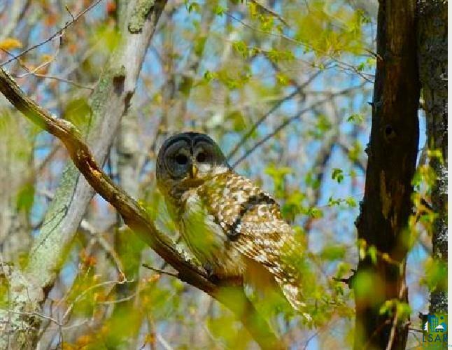 Xxxx Xxxx Whitetail Ridge Road Iron River, WI 54847 - Photo 10 of 40 Barred Owl