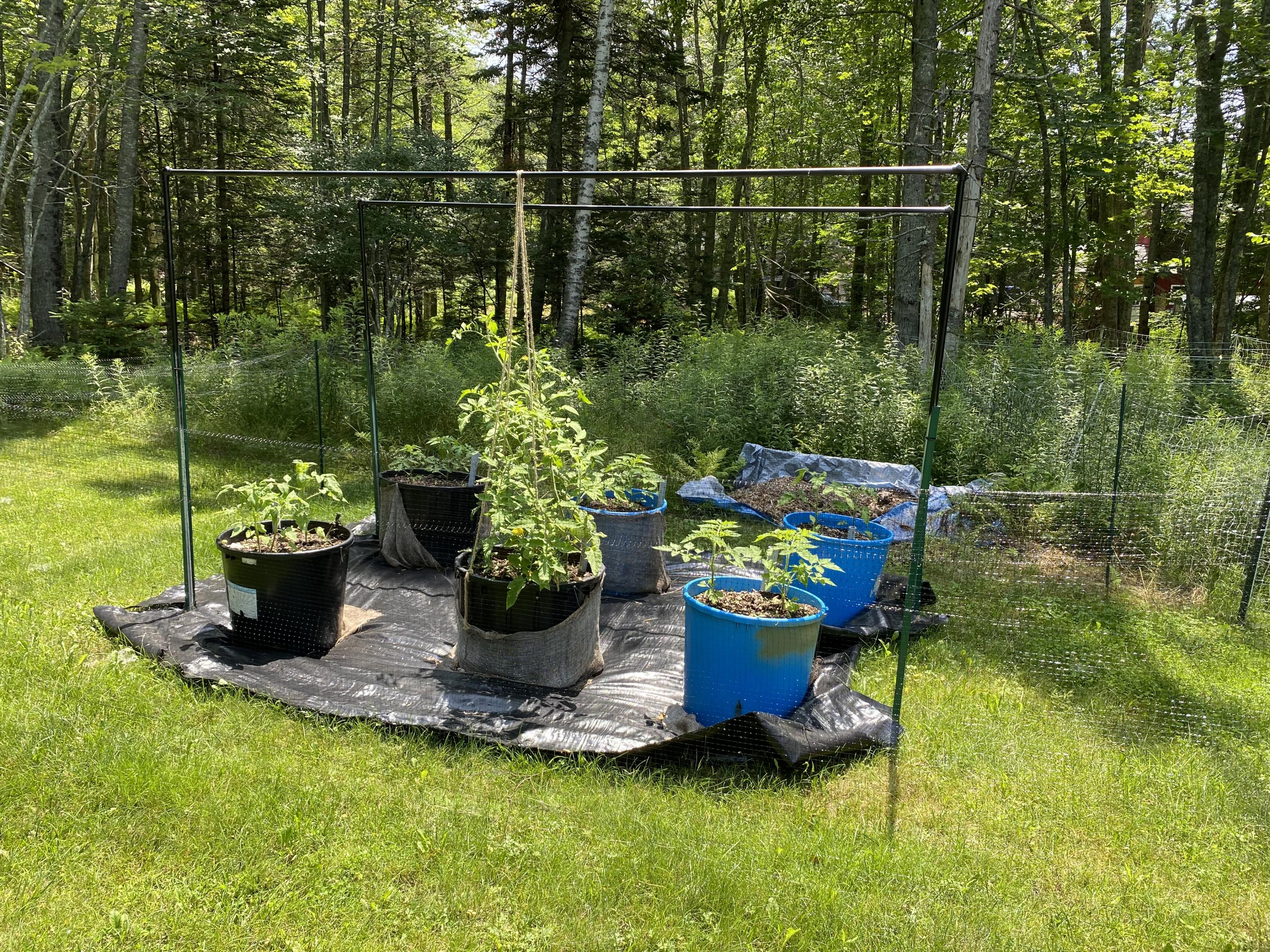 1141 Meadow Pond Road Islesboro, ME 04848 - Photo 73 of 74 RaisingTomatoesIMG_3019