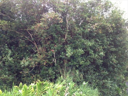 353 Henele Road Mountain View, HI 96771 - Photo 3 of 4 a view of a lush green forest