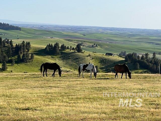 1049 Libey Road Viola, ID 83872 - Photo 39 of 43 Expansive green pastures featuring rolling hills and distant agricultural fields