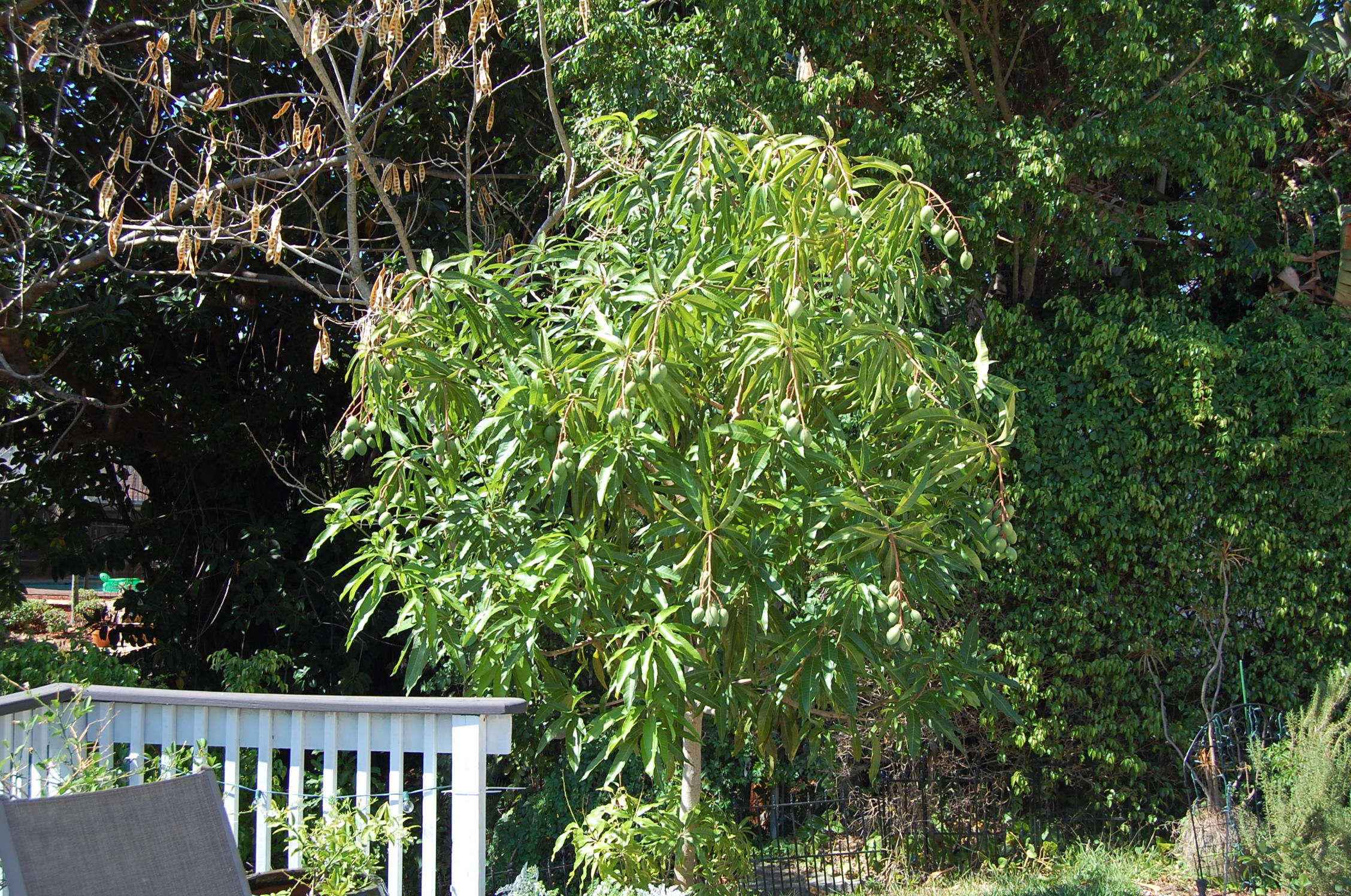 999 Northwest 5th Avenue Boca Raton, FL 33432 - Photo 42 of 43 42 Mango Tree.JPG