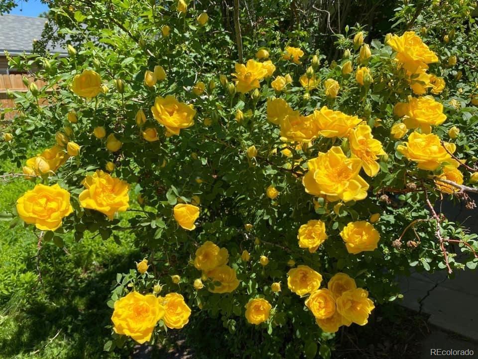 2831 Monroe Street Denver, CO 80205 - Photo 19 of 20