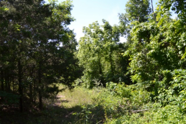 0 Beauchamp Road Burkesville, KY 42717 - Photo 17 of 41