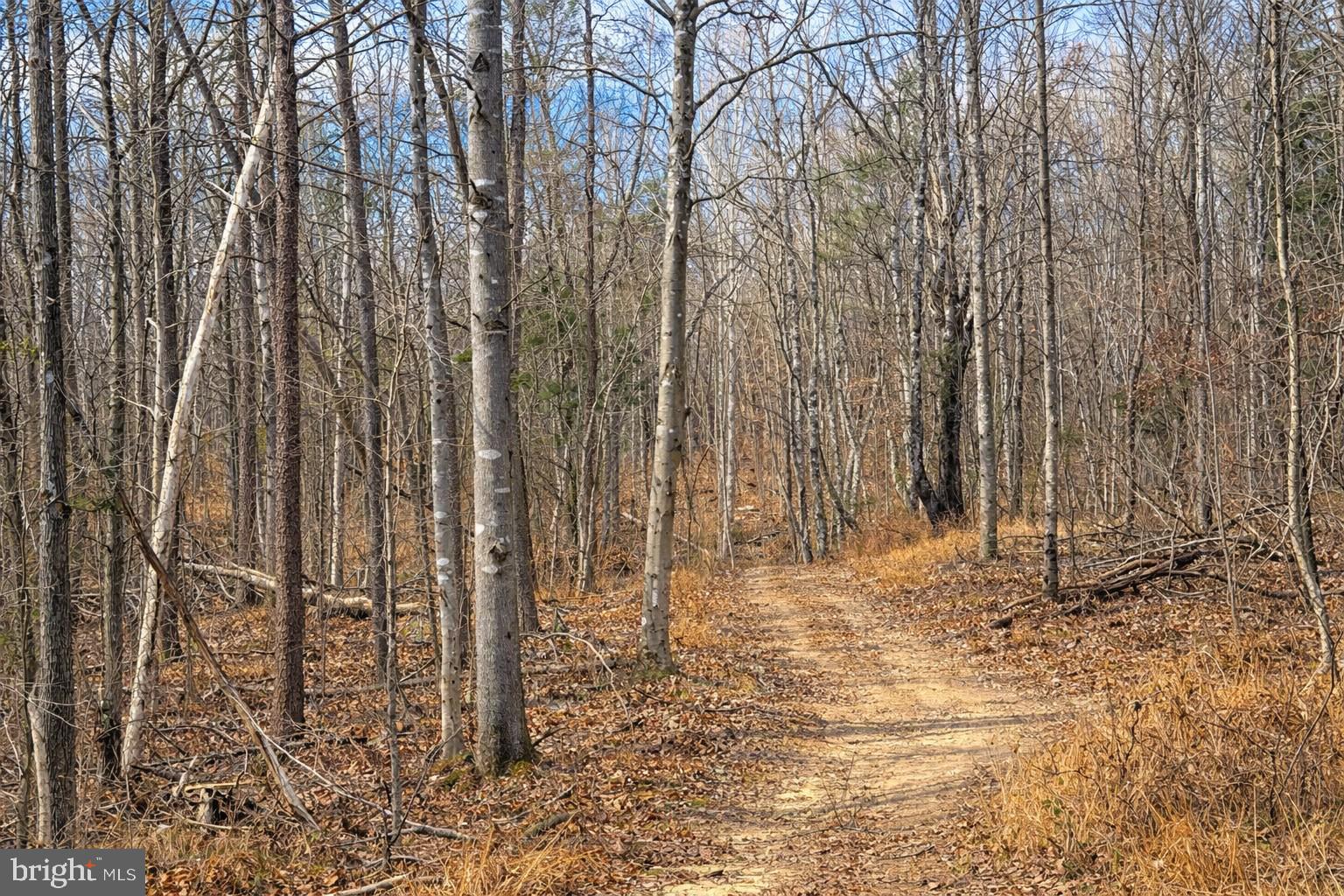 709 Stultz Gap Road Woodstock, VA 22664 - Photo 7 of 7 Trails through the property