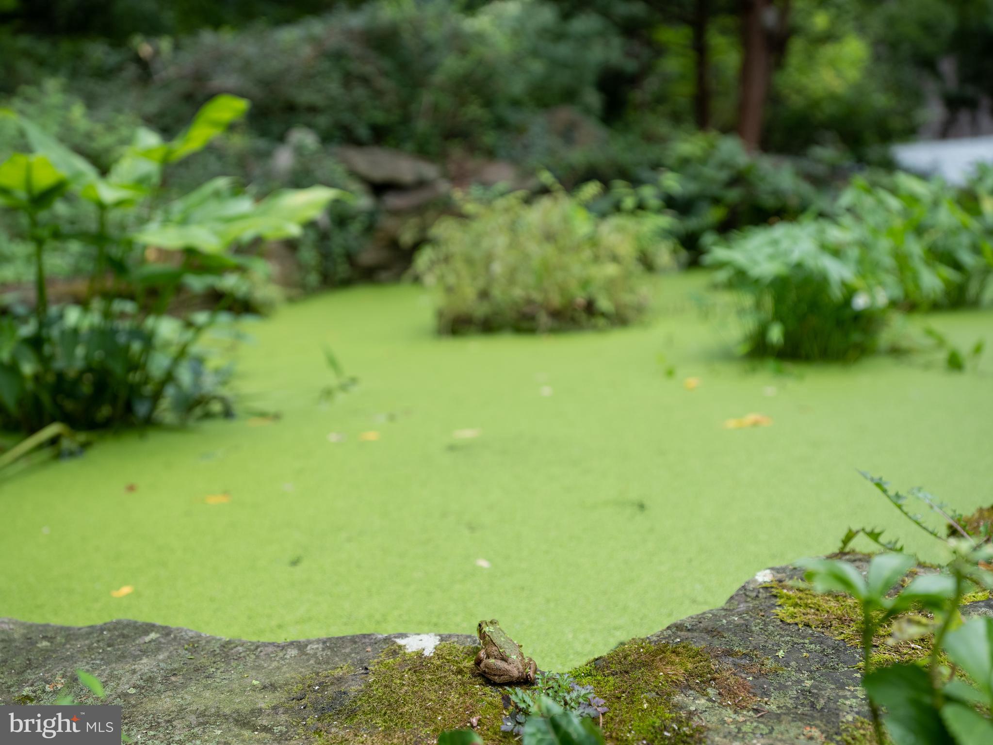 2890 Furlong Road Doylestown, PA 18902 - Photo 31 of 42 Pond with frog