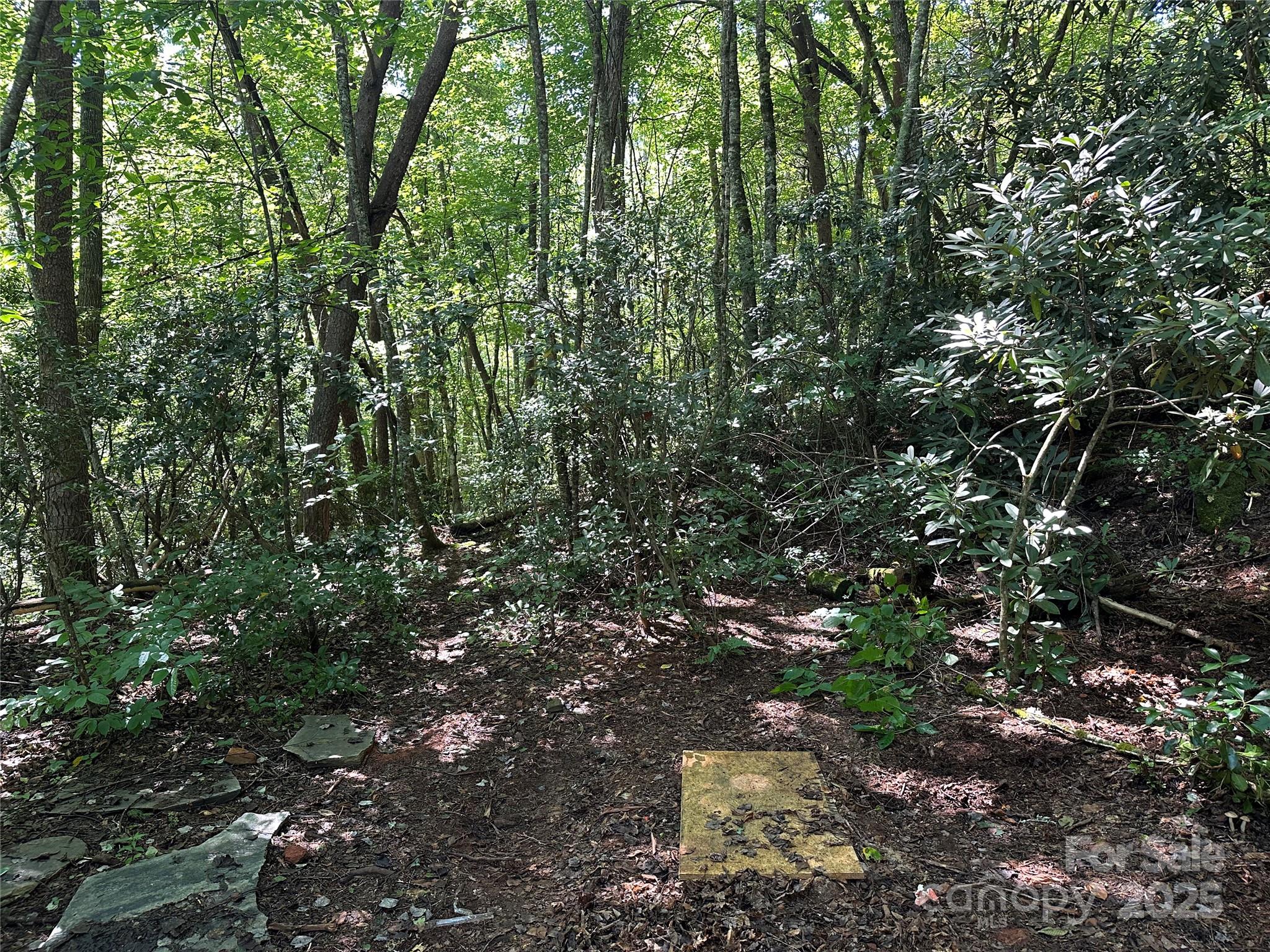 0 Lyle Downs Road Franklin, NC 28734 - Photo 1 of 11 a view of a forest with a tree