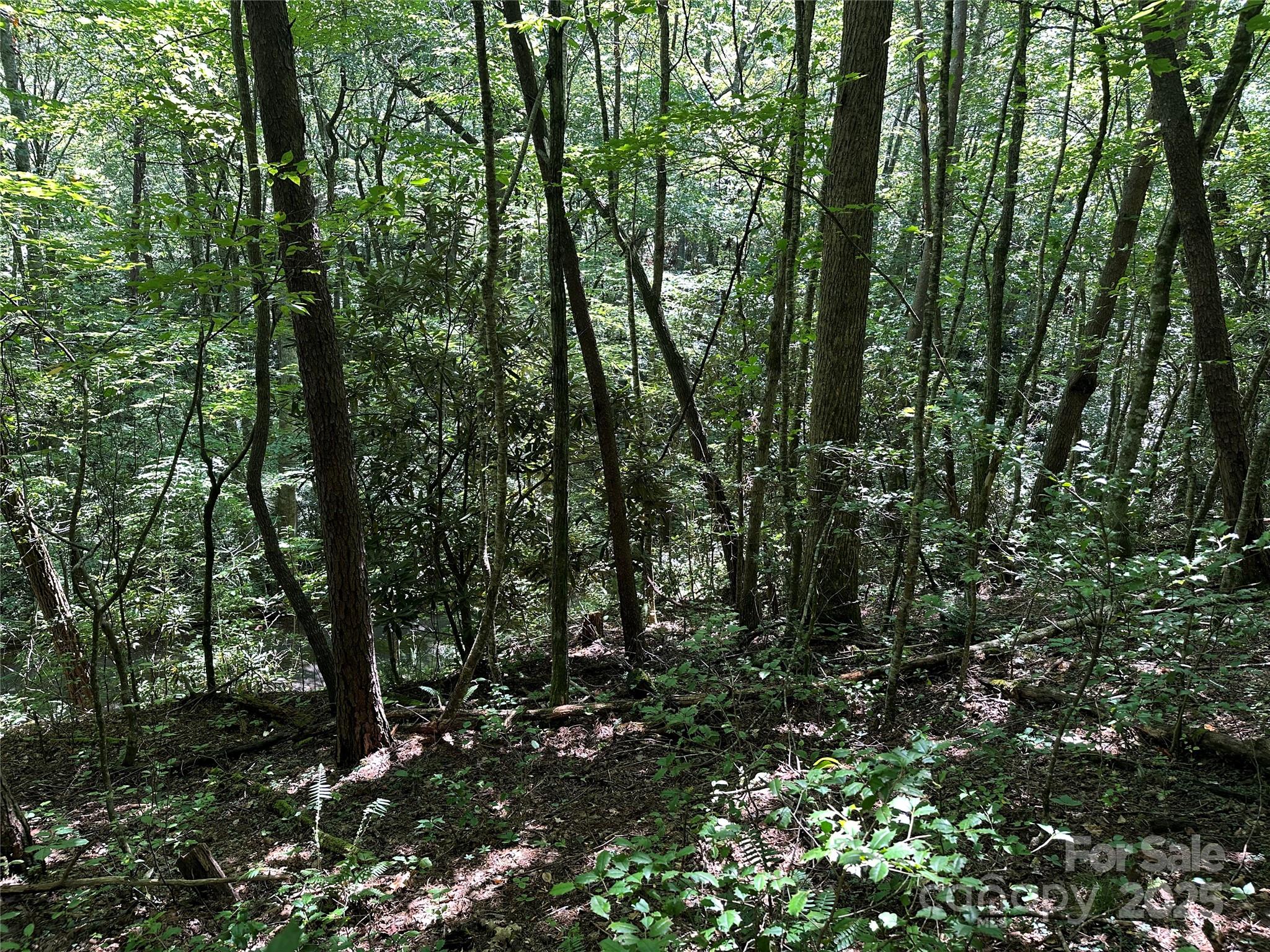 0 Lyle Downs Road Franklin, NC 28734 - Photo 11 of 11 a view of forest