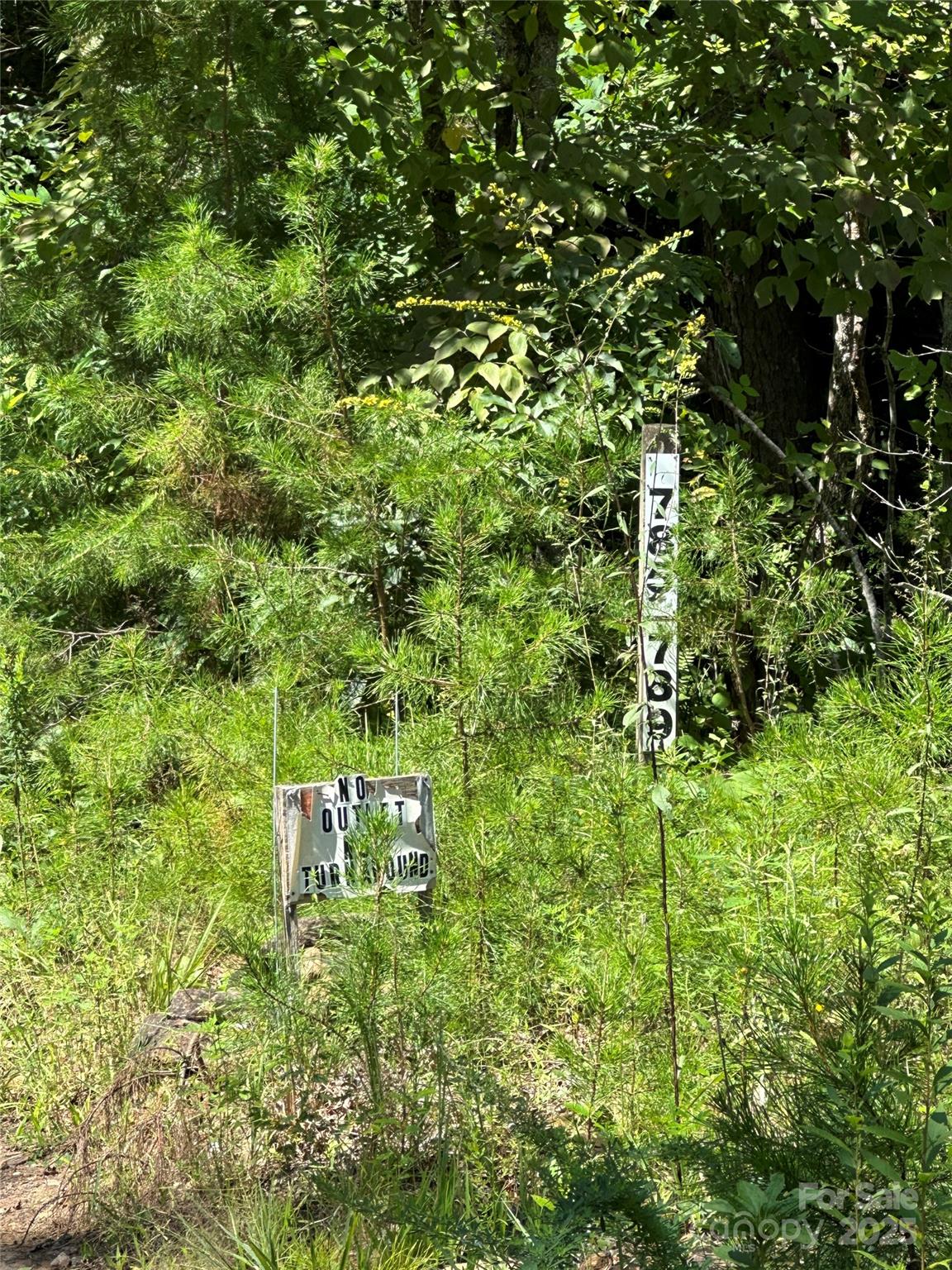 0 Lyle Downs Road Franklin, NC 28734 - Photo 6 of 11 a view of a lush green forest