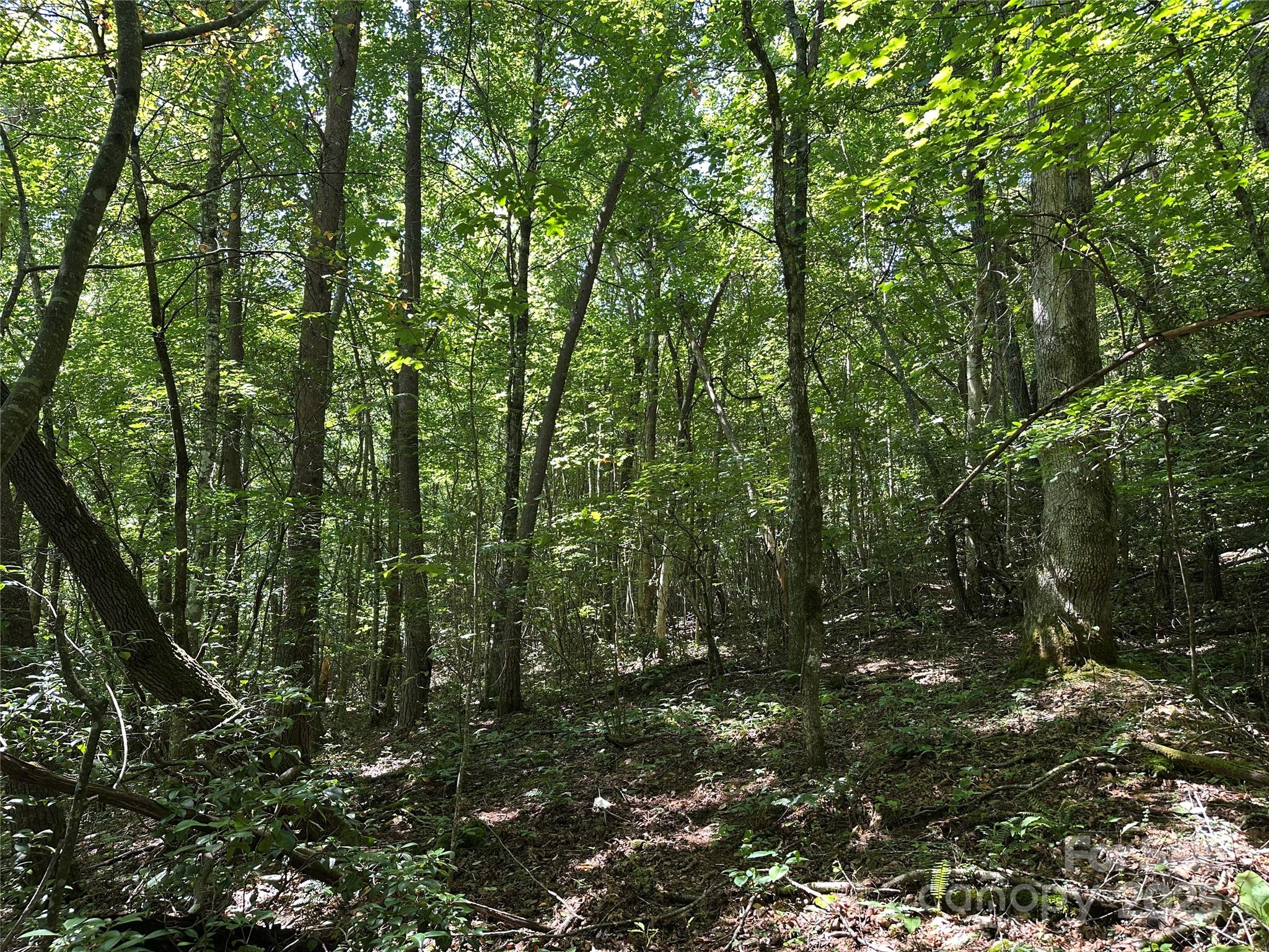 0 Lyle Downs Road Franklin, NC 28734 - Photo 7 of 11 a view of forest