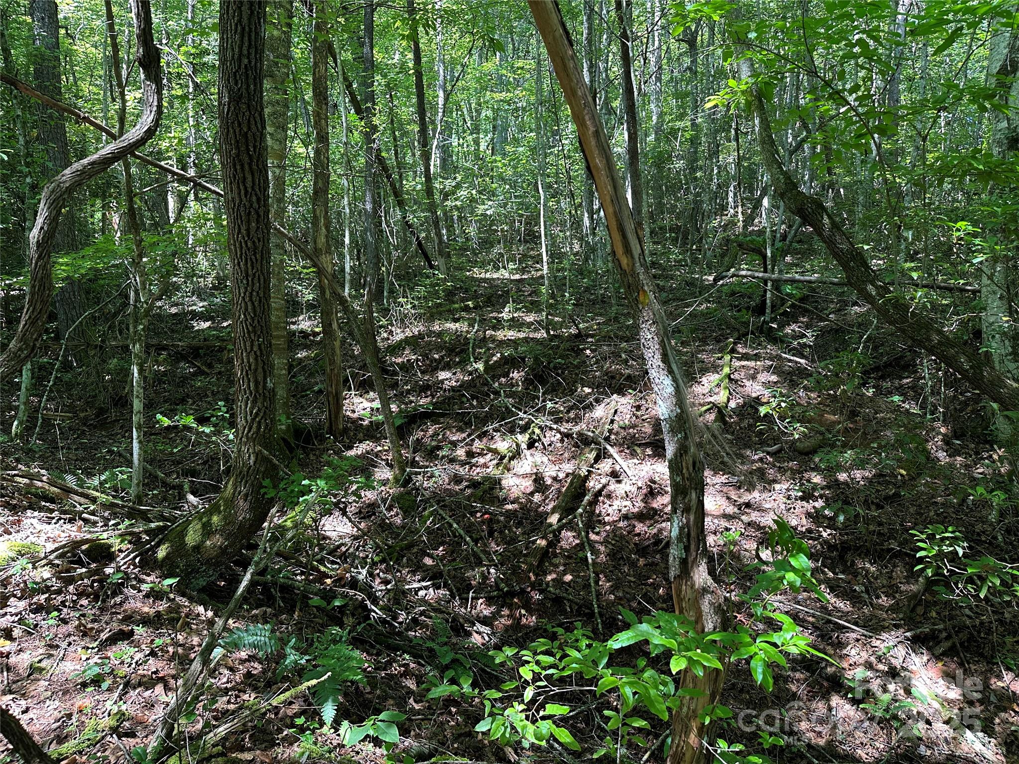0 Lyle Downs Road Franklin, NC 28734 - Photo 9 of 11 a view of forest