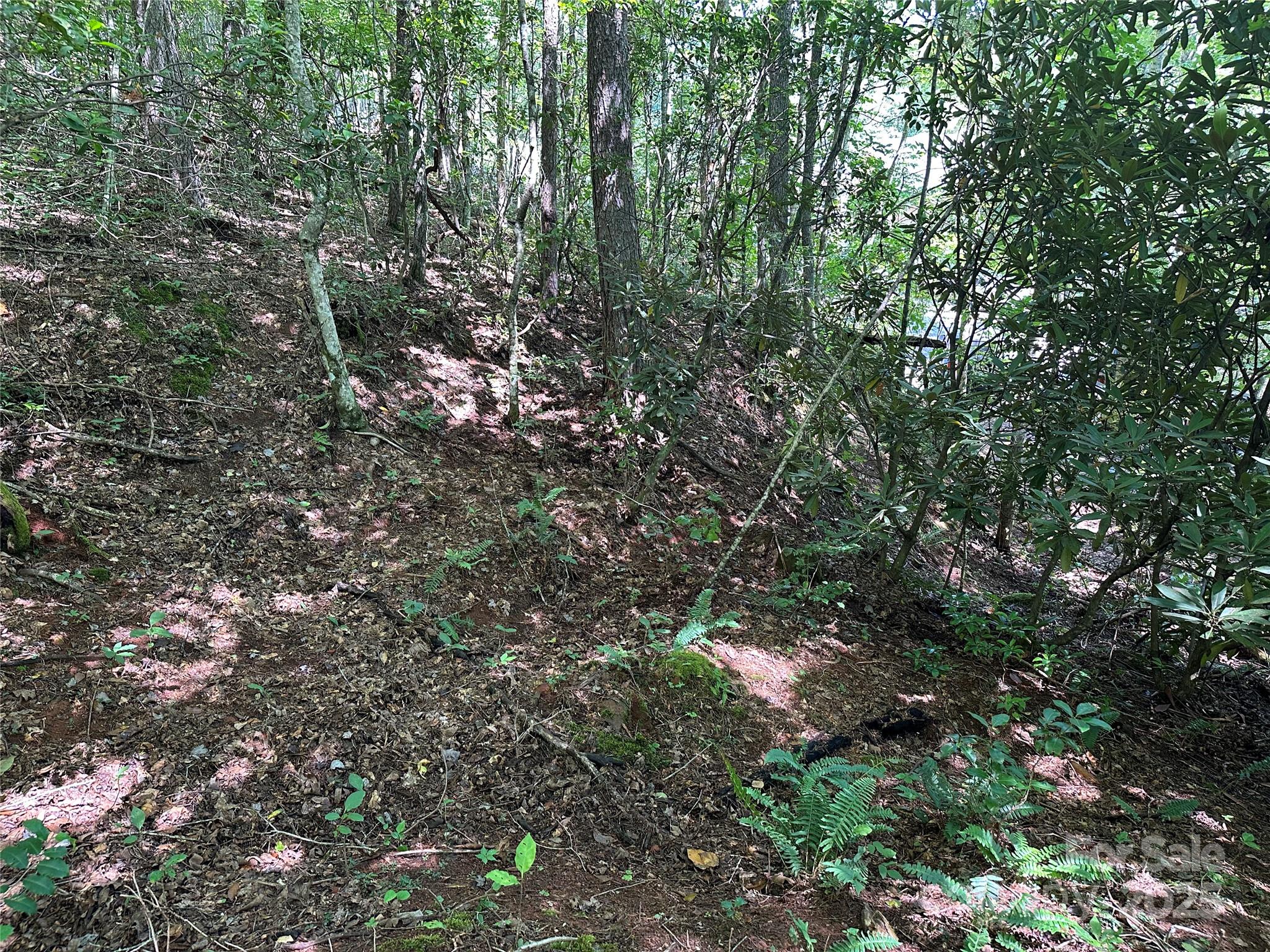 0 Lyle Downs Road Franklin, NC 28734 - Photo 10 of 11 a view of a forest with a tree