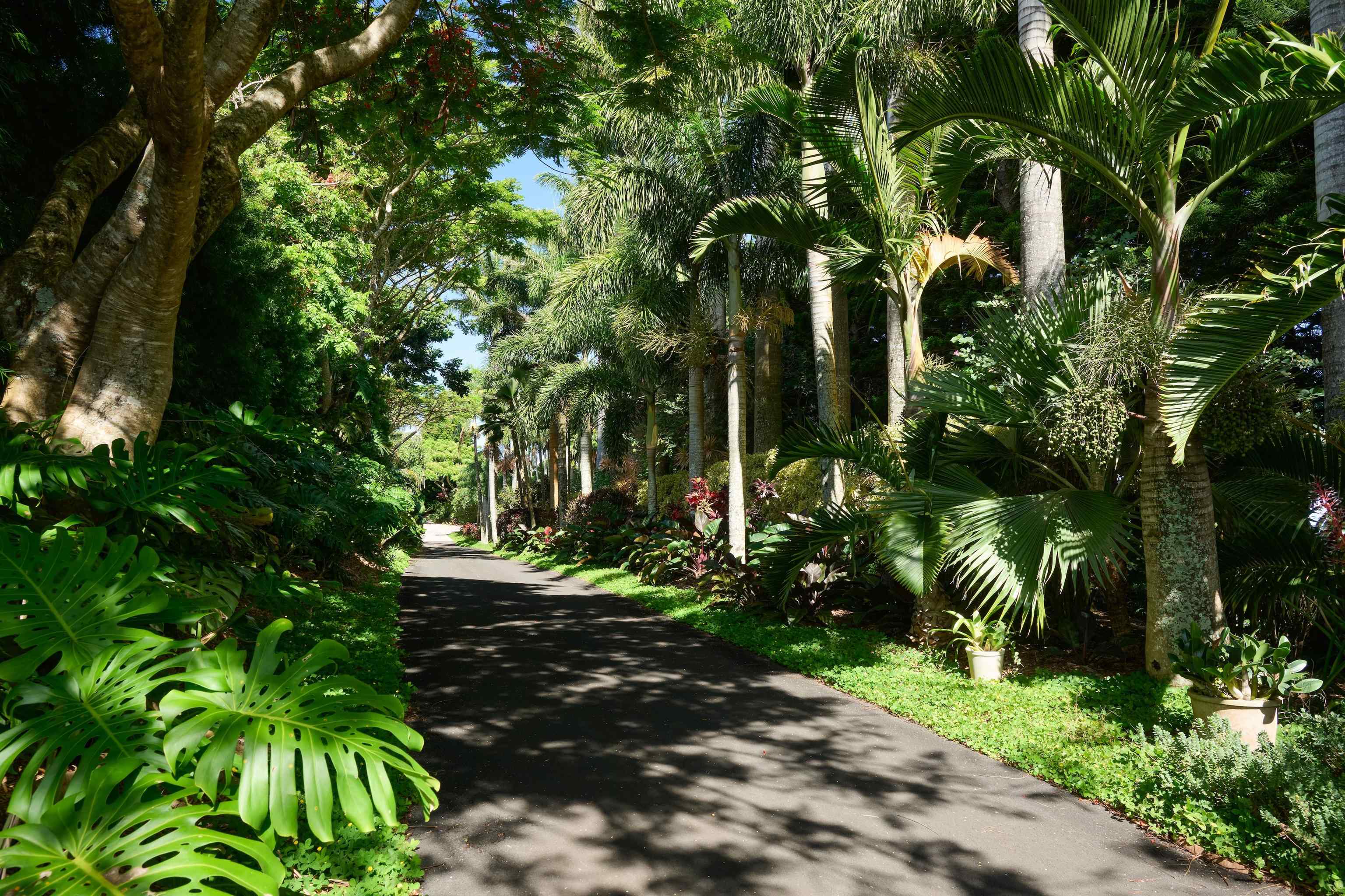1642 West Kuiaha Road Haiku, HI 96708 - Photo 5 of 50 a close up of a plant in a garden