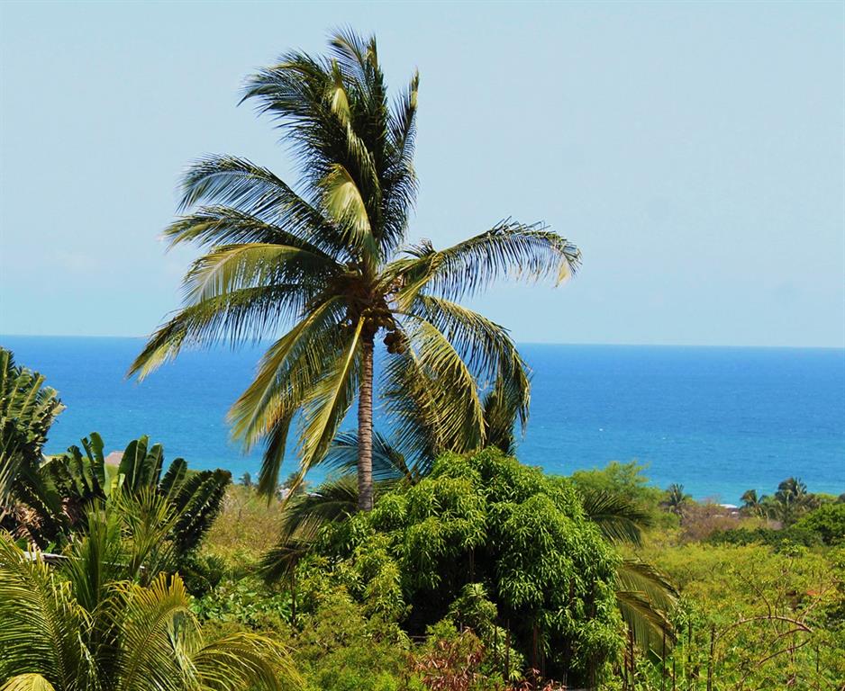 1 Casa Sana Mexico, OUTSIDE OF THE US 70934 - Photo 26 of 36 a picture of a palm plant