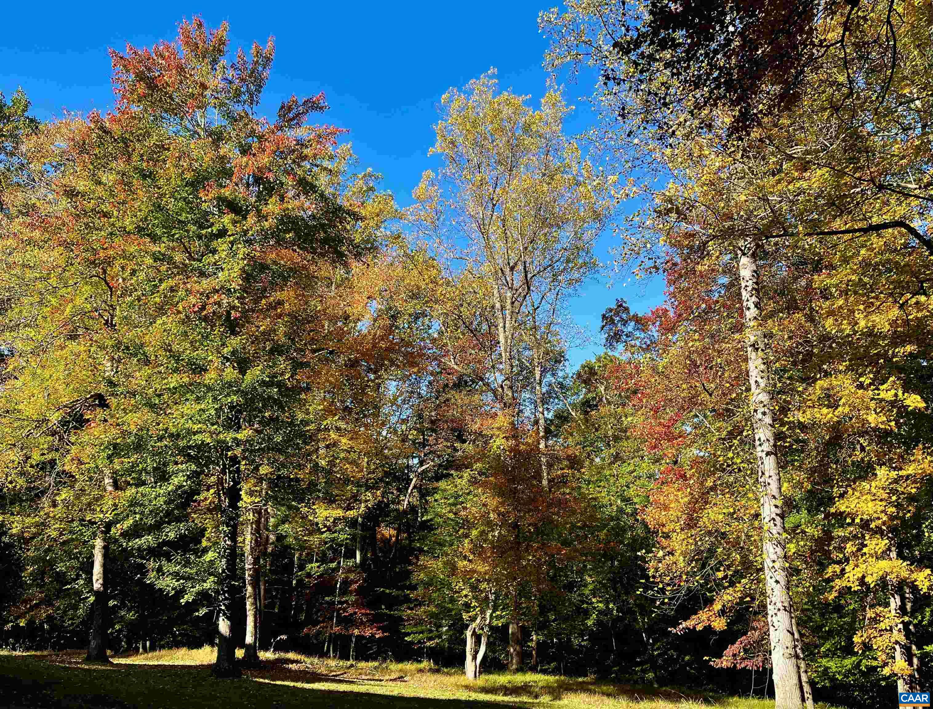 2482 Schelford Farm Road Charlottesville, VA 22901 - Photo 39 of 39 a view of a tree with a tree