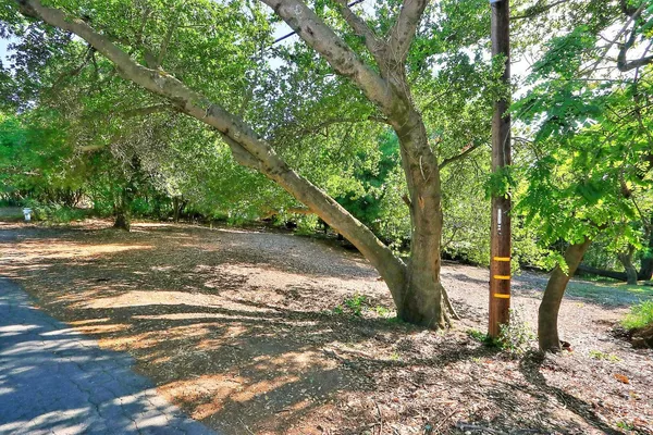 a view of a yard with plants and large trees