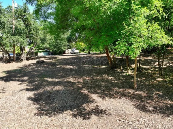 a view of tree