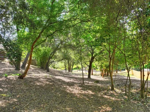 a view of backyard and tree