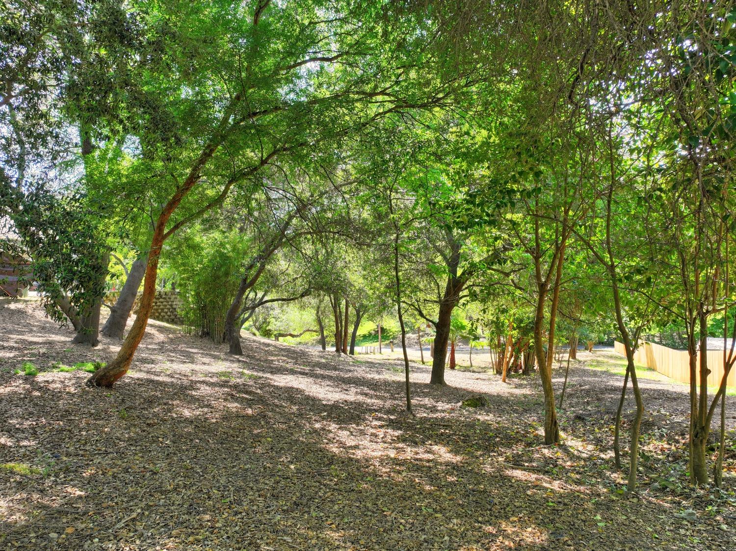 0 Ridge Street Fair Oaks, CA 95628 - Photo 19 of 35 a view of backyard and tree