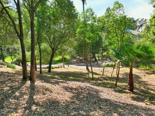 a view of a tree in a yard