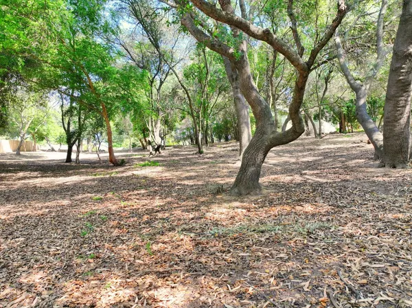 a view of a tree in the middle of a yard