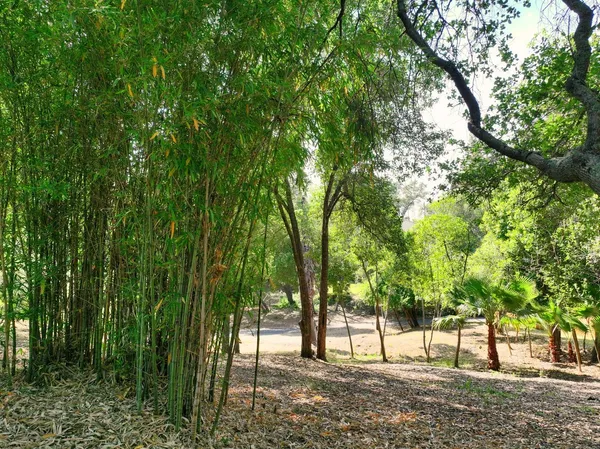 a view of outdoor space with trees