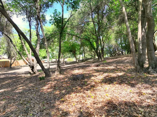 a view of outdoor space and trees