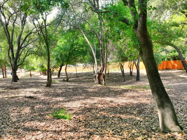 a view of a yard with a tree