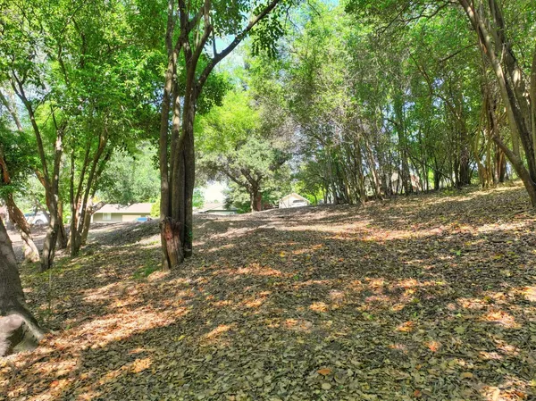 a view of a yard with a tree