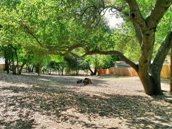 a view of a yard with a tree