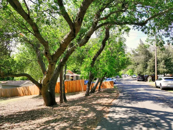 a view of a road with large trees