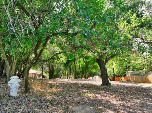 a view of a tree in the middle of a yard