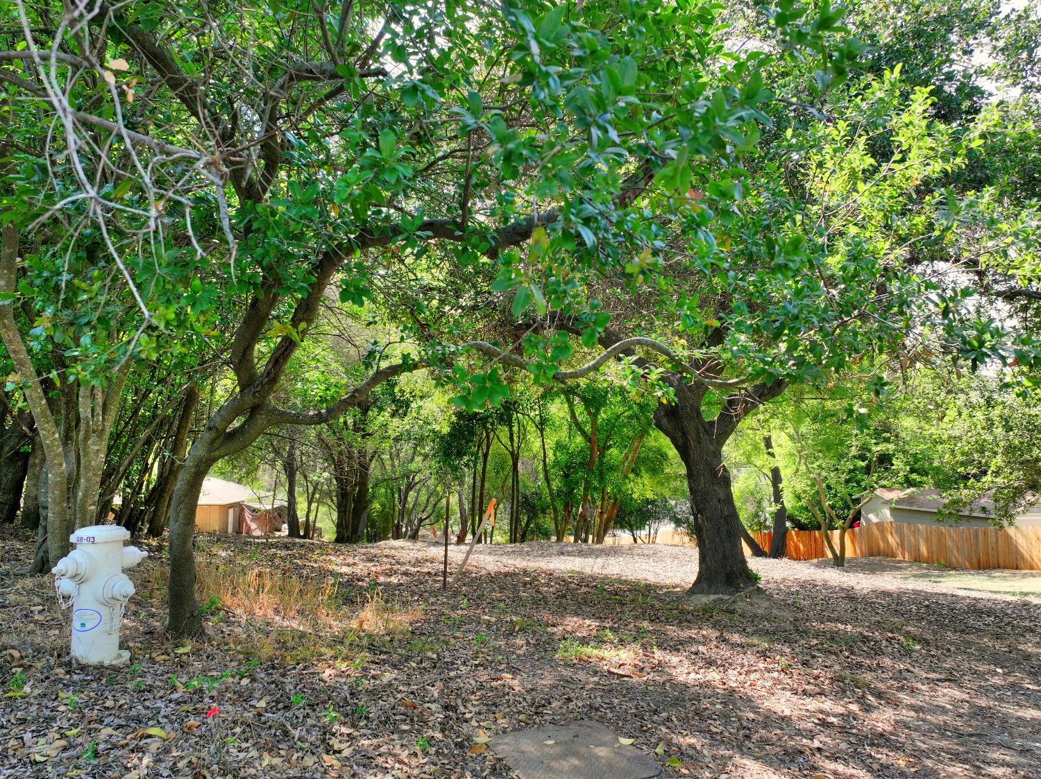 0 Ridge Street Fair Oaks, CA 95628 - Photo 7 of 35 a view of a tree in the middle of a yard