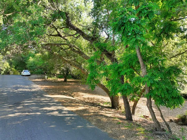 a view of a yard with plants and trees
