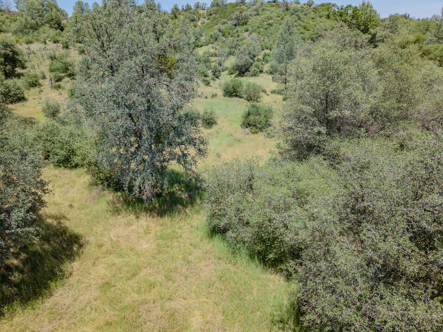 5912 Old Gulch Road San Andreas, CA 95249 - Photo 51 of 71 a view of a forest with a tree