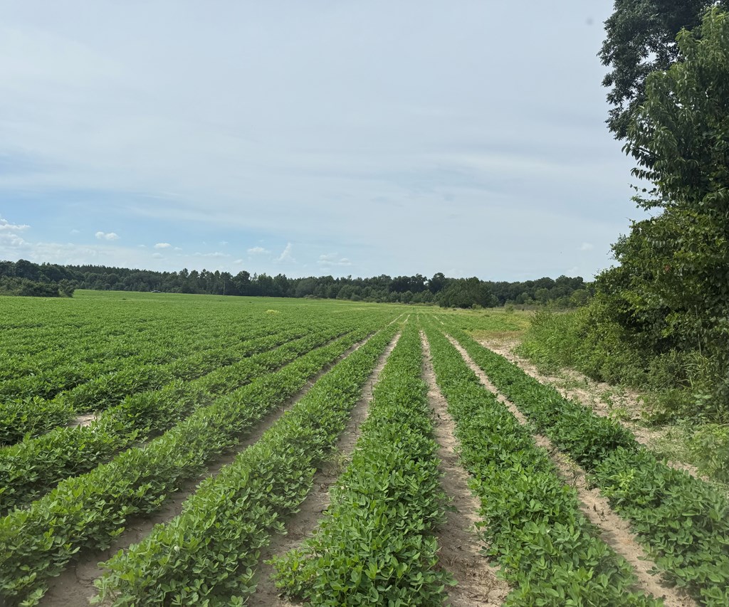 92-acres Bazemore Mill Pond Road Gordon, AL 36343 - Photo 12 of 15