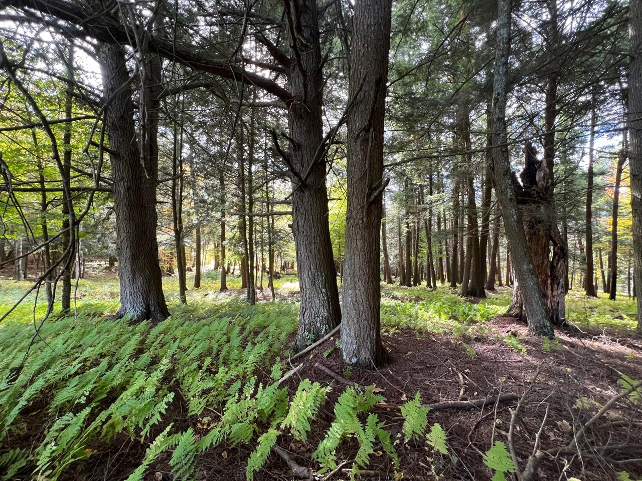 1025 Weeks Hill Road Stowe, VT 05672 - Photo 26 of 39