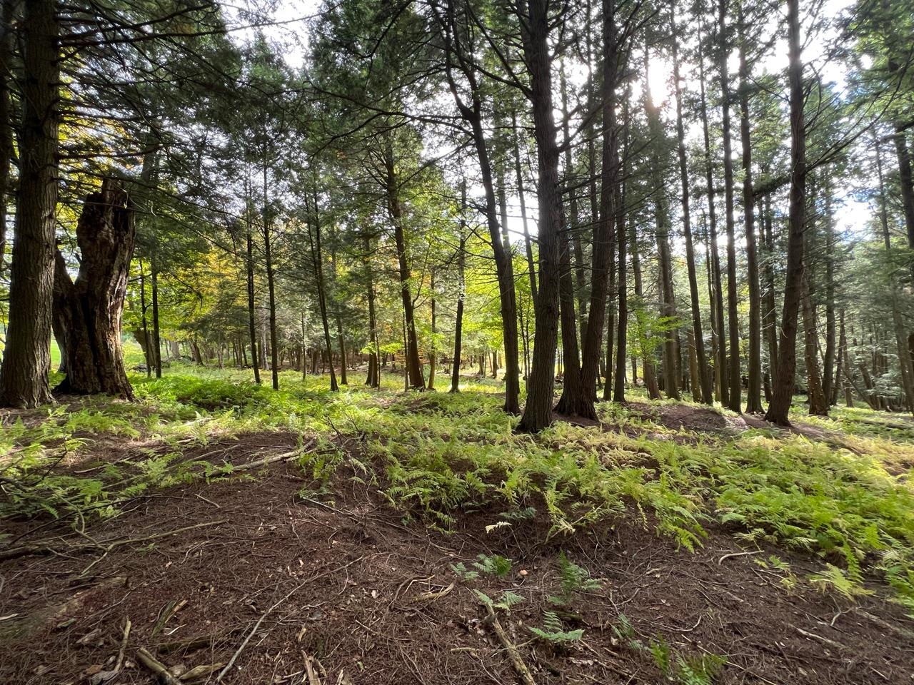 1025 Weeks Hill Road Stowe, VT 05672 - Photo 27 of 39