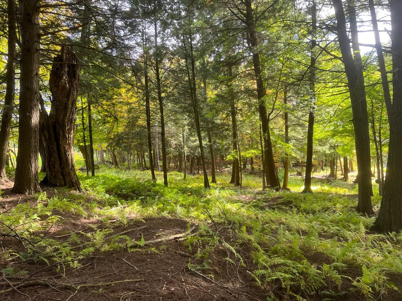 1025 Weeks Hill Road Stowe, VT 05672 - Photo 29 of 39