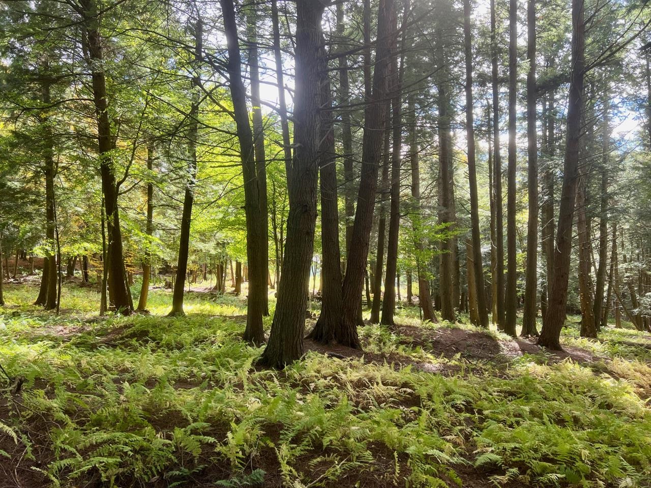 1025 Weeks Hill Road Stowe, VT 05672 - Photo 3 of 39