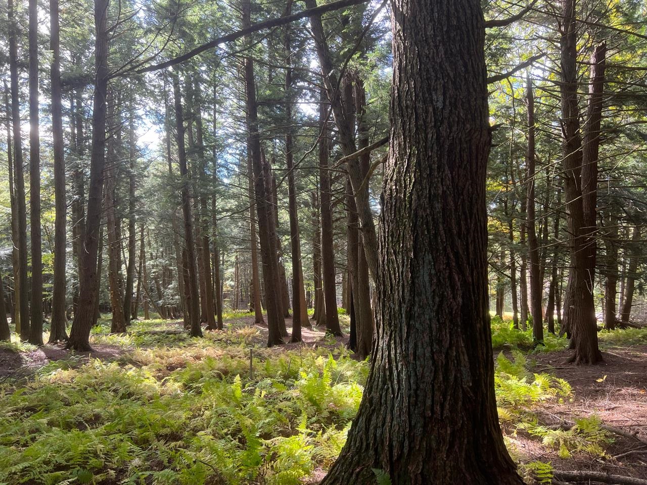 1025 Weeks Hill Road Stowe, VT 05672 - Photo 4 of 39